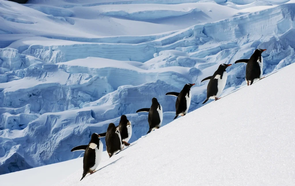 Antartica